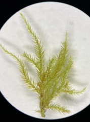 Pseudisothecium myosuroides