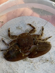 Petrolisthes manimaculis