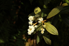 Miconia cataractae