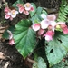 Begonia cathcartii - Photo 由 p_pp 所上傳的 (c) p_pp，保留部份權利CC BY-NC