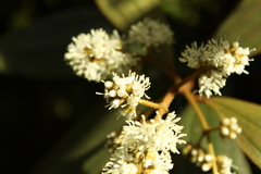 Miconia cataractae