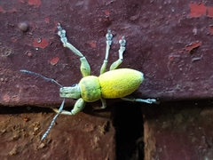 Naupactus femoratus