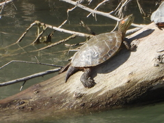 Trachemys gaigeae