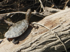 Trachemys gaigeae