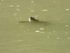Trachemys gaigeae