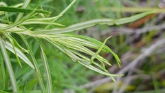 Ozothamnus thyrsoideus