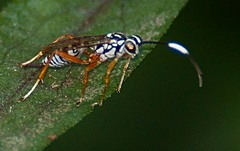 Lymeon orbus