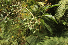 Solanum oblongifolium