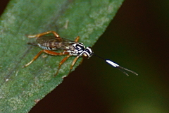 Lymeon orbus
