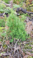 Ozothamnus thyrsoideus