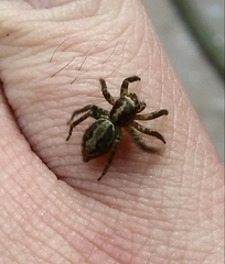 Asaphobelis physonychus