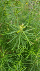Ozothamnus thyrsoideus