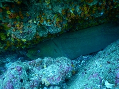 Gymnothorax castaneus