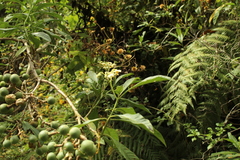 Solanum oblongifolium