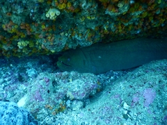 Gymnothorax castaneus