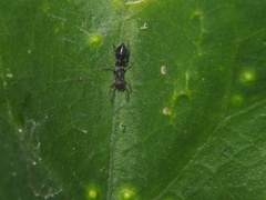 Myrmarachne japonica