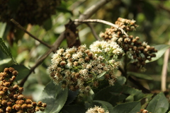 Ageratina tinifolia