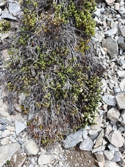 Veronica tetrasticha