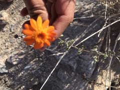 Adenophyllum speciosum