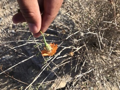 Adenophyllum speciosum