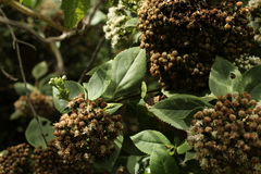 Ageratina tinifolia