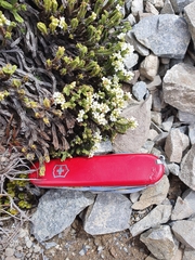 Veronica tetrasticha