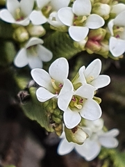 Veronica tetrasticha
