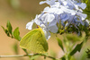 Southern Cloudless Sulphur - Photo (c) Ariel Cabrera Foix, some rights reserved (CC BY-NC-SA), uploaded by Ariel Cabrera Foix