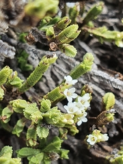 Veronica tetrasticha