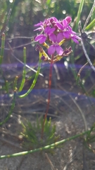Stylidium lineare