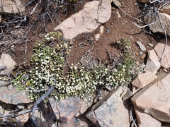 Kelleria villosa