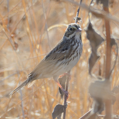 Passerculus sandwichensis