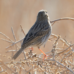Passerculus sandwichensis