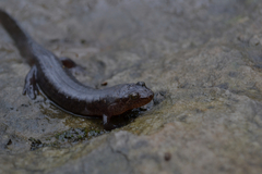 Desmognathus brimleyorum