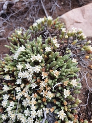 Kelleria villosa