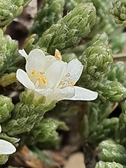 Kelleria villosa