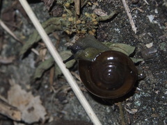 Macrochlamys nitidissima