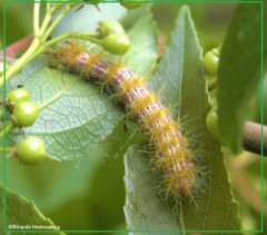 Ormiscodes amphimone