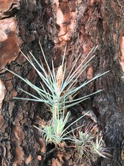 Pinus