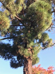 Pinus