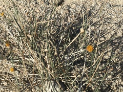 Bebbia juncea juncea