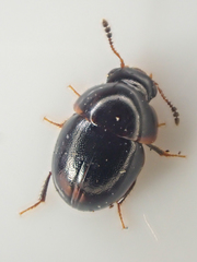 Agathidiini