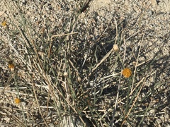 Bebbia juncea juncea