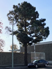 Pinus