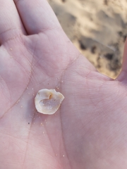 Bostrycapulus pritzkeri