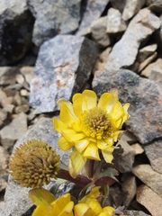 Ranunculus haastii