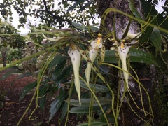 Brassia arcuigera