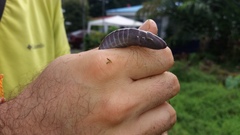 Gymnopis multiplicata