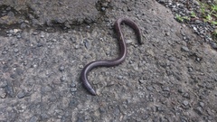 Gymnopis multiplicata