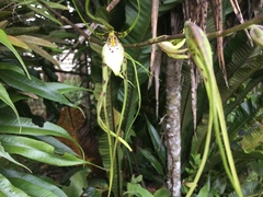 Brassia arcuigera